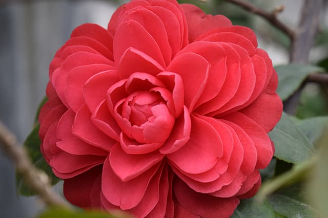 Hexagonal Rouge vif