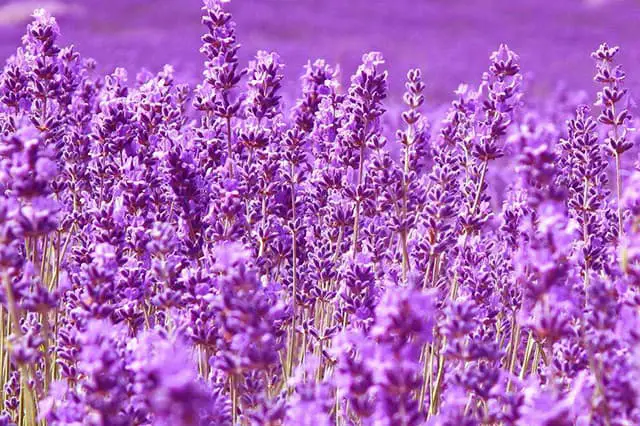 Paars boeket lavendel