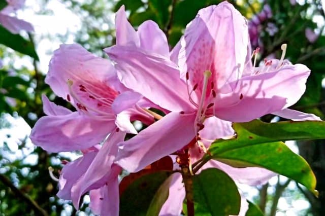 Hirschhorn-Rhododendron