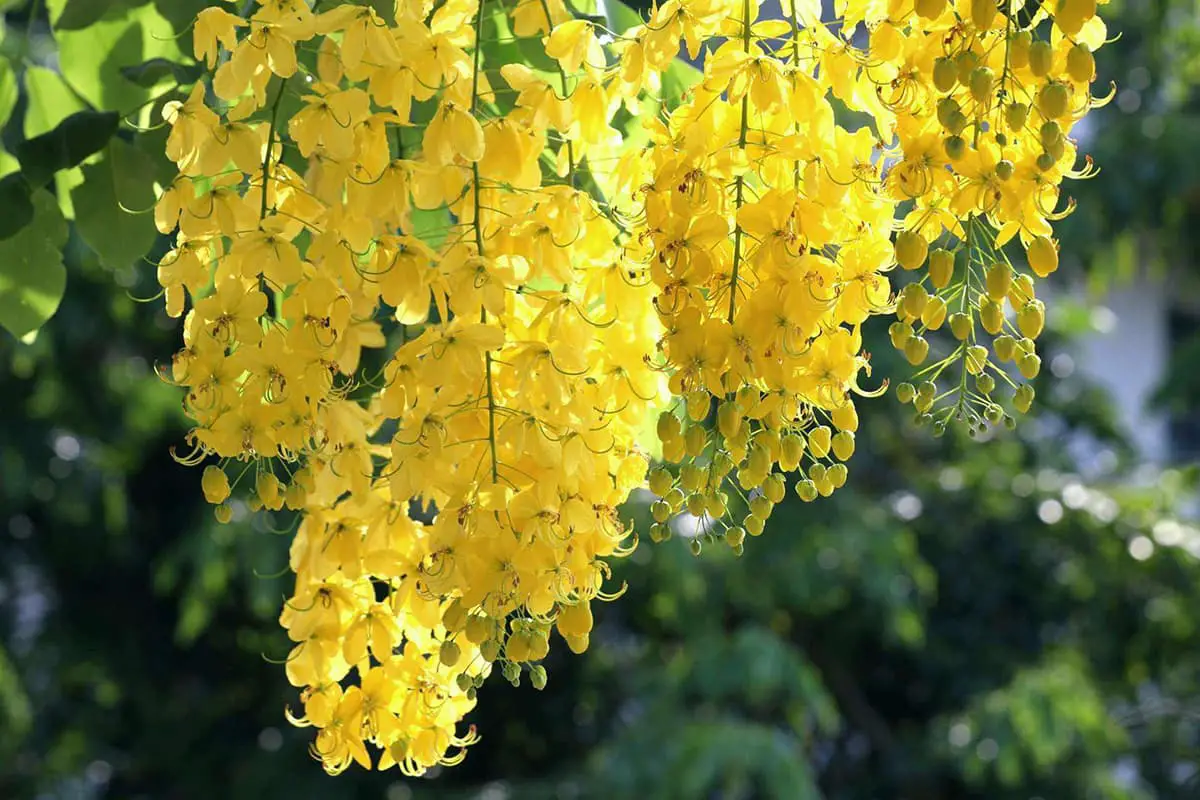 Goldene Trompetenbaumblüte Sprache