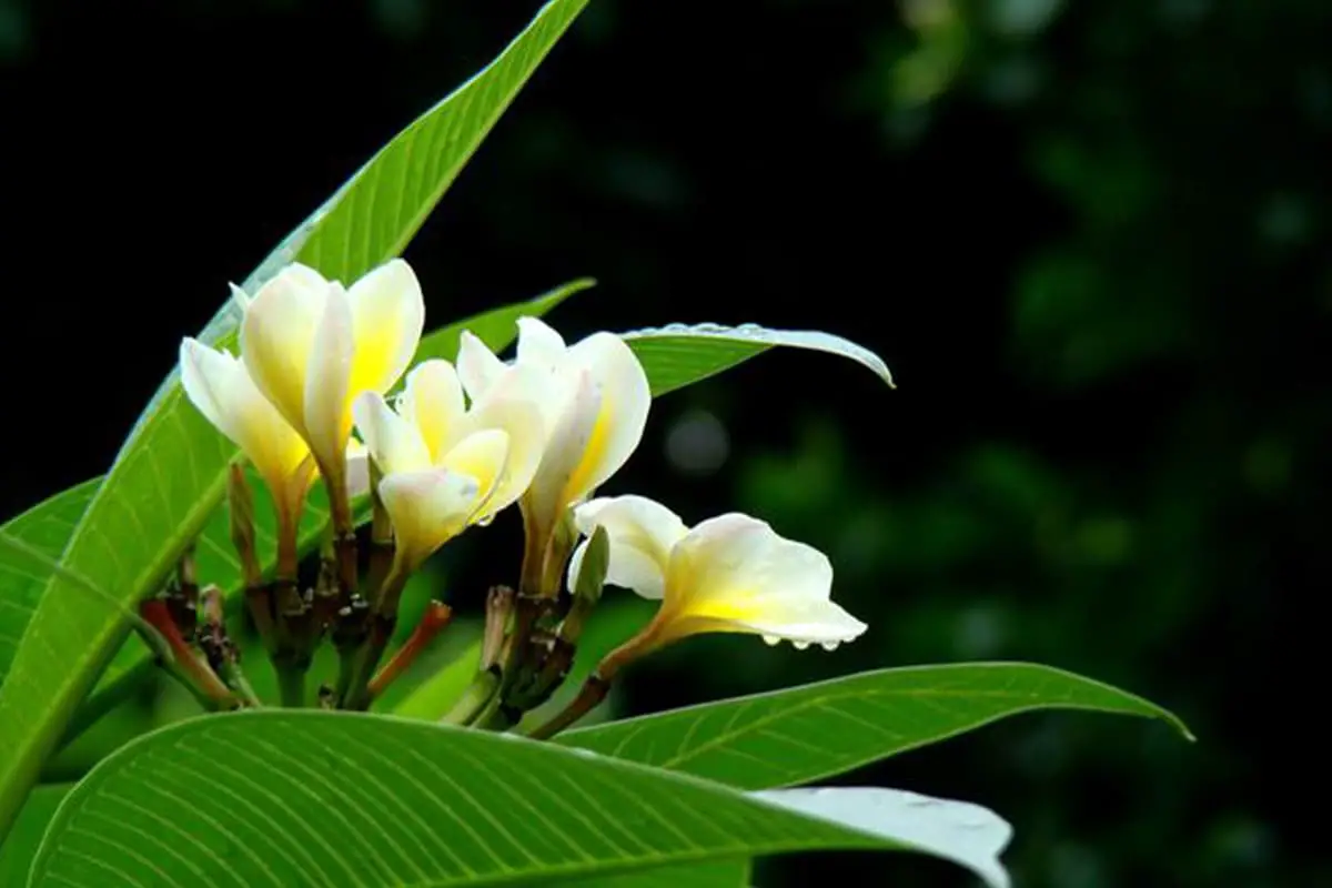 Plumeria Bloem Taal