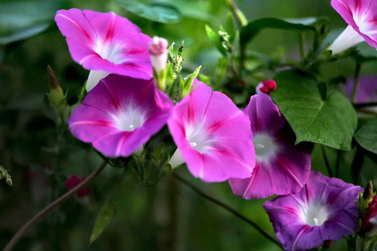 Morning Glory Flower Sprache