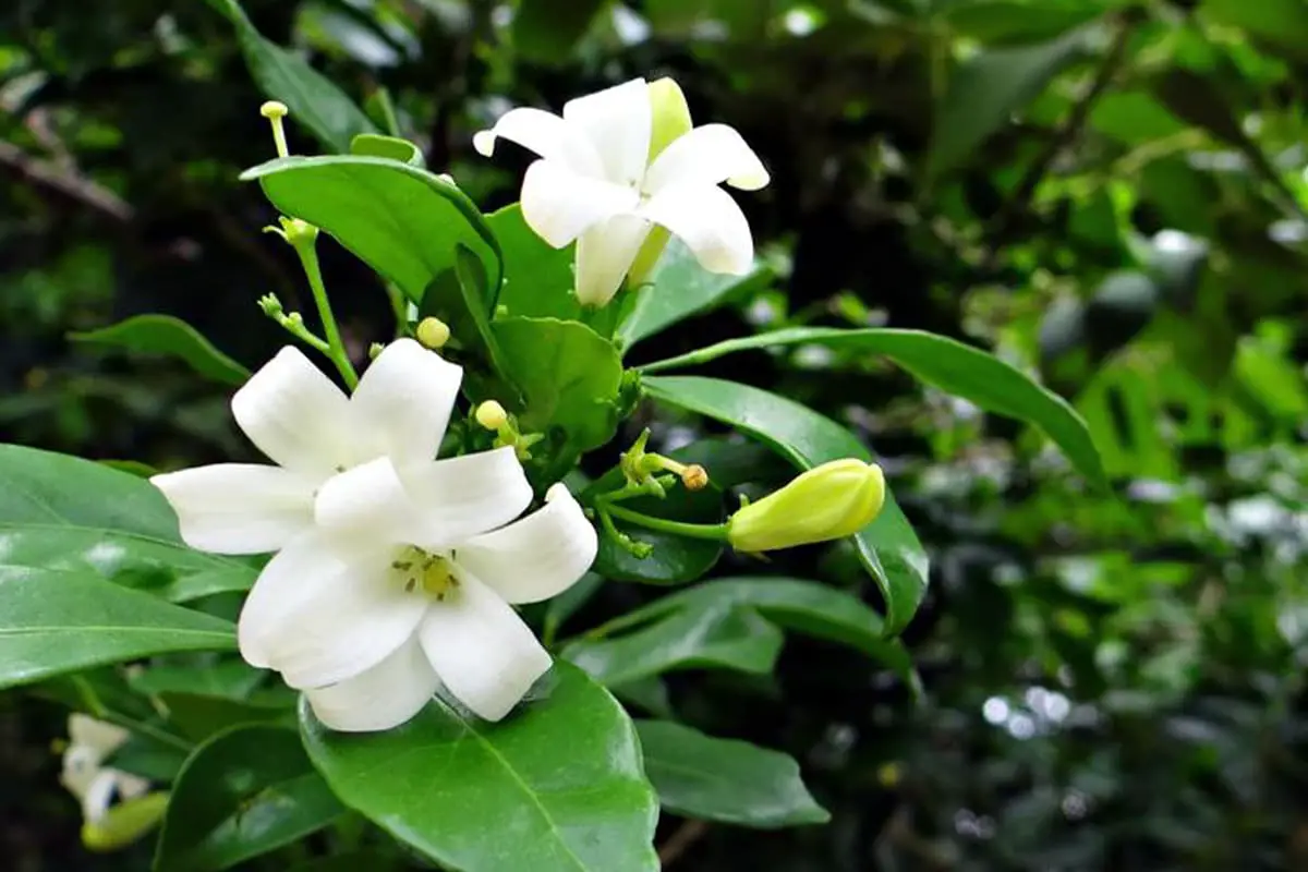 Orange Blossom Flower Sprache