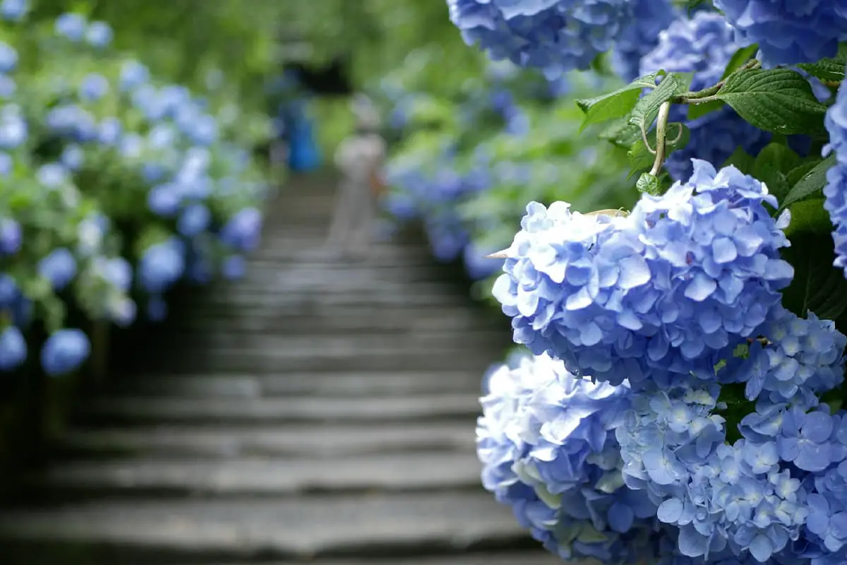 Bahasa Bunga Hydrangea