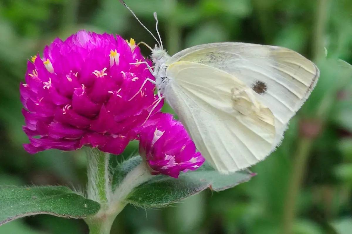 Gomphrena Flower Sprache