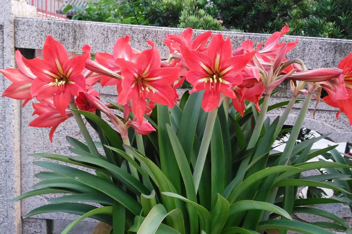 Amaryllis bloementaal