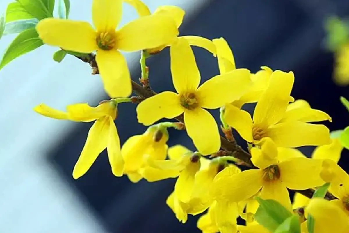 Forsythia