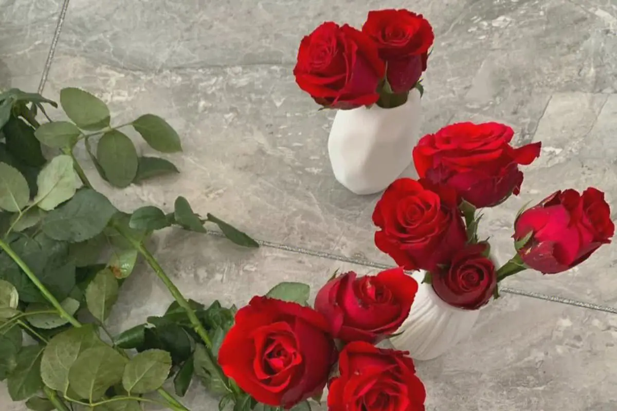 Rosa