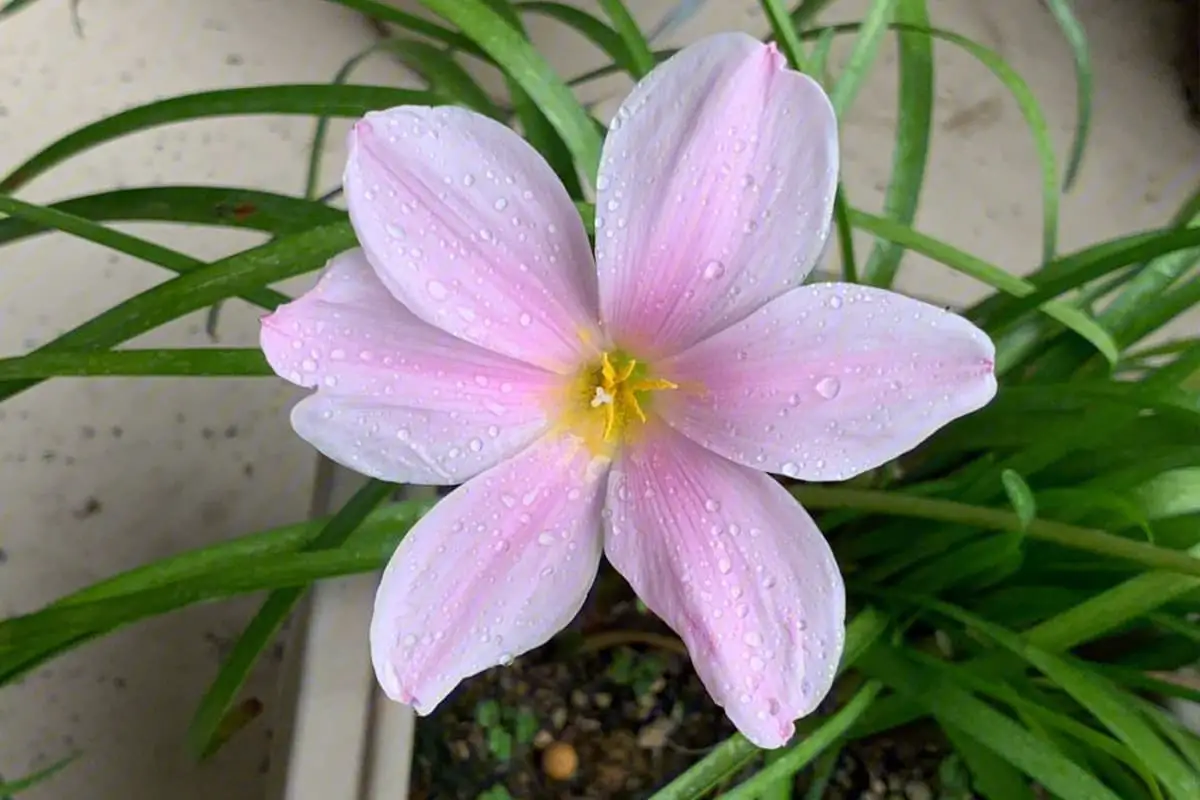 Zephyranthes