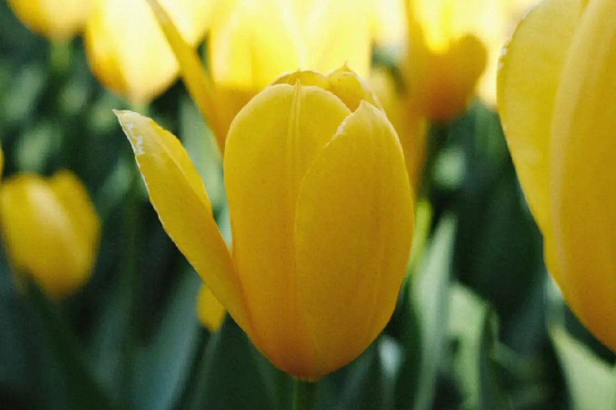 8. Yellow Tulip (Hopeless Love)