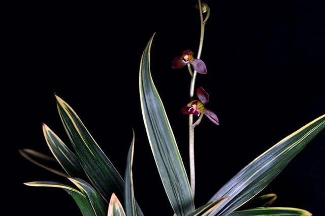 Black Orchid