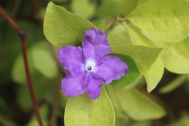 Dual-Color Jasmine