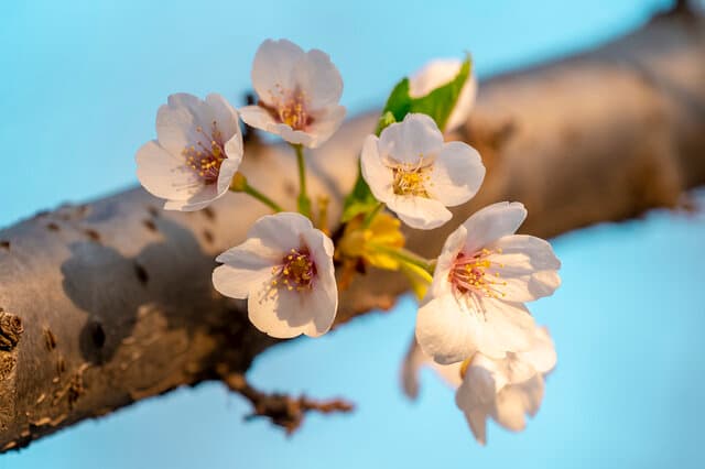 Large Leaf Early Cherry, Japanese Early Cherry Blossom