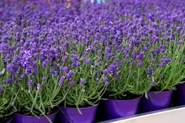 Munstead lavendel