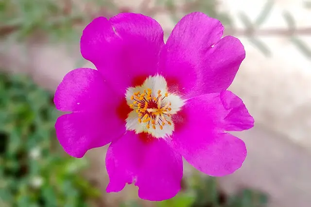 Portulaca grandiflora