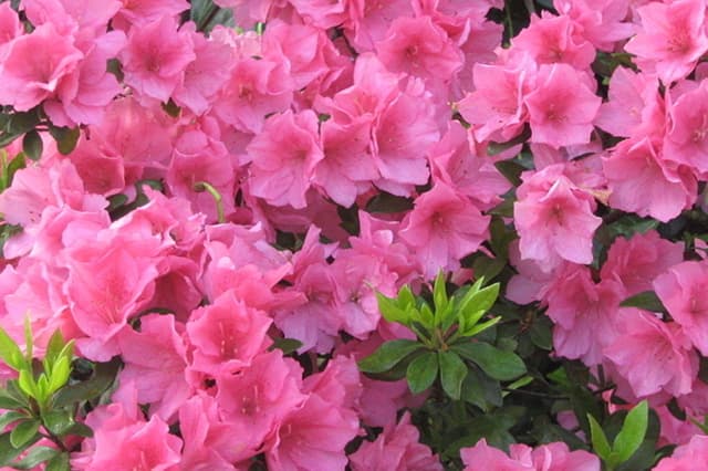 Roter Rhododendron zur Begrüßung