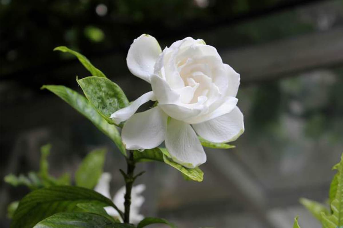 Gardenia