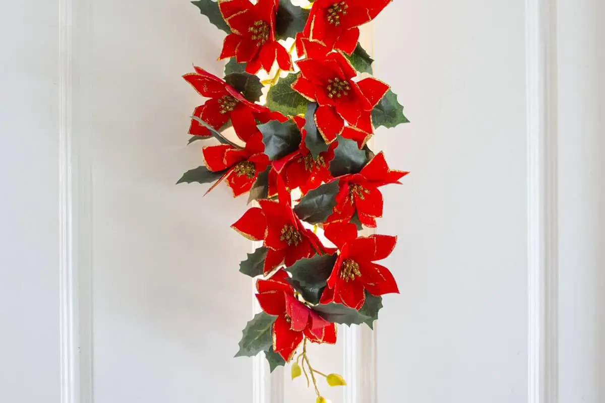 Poinsettia bloementaal