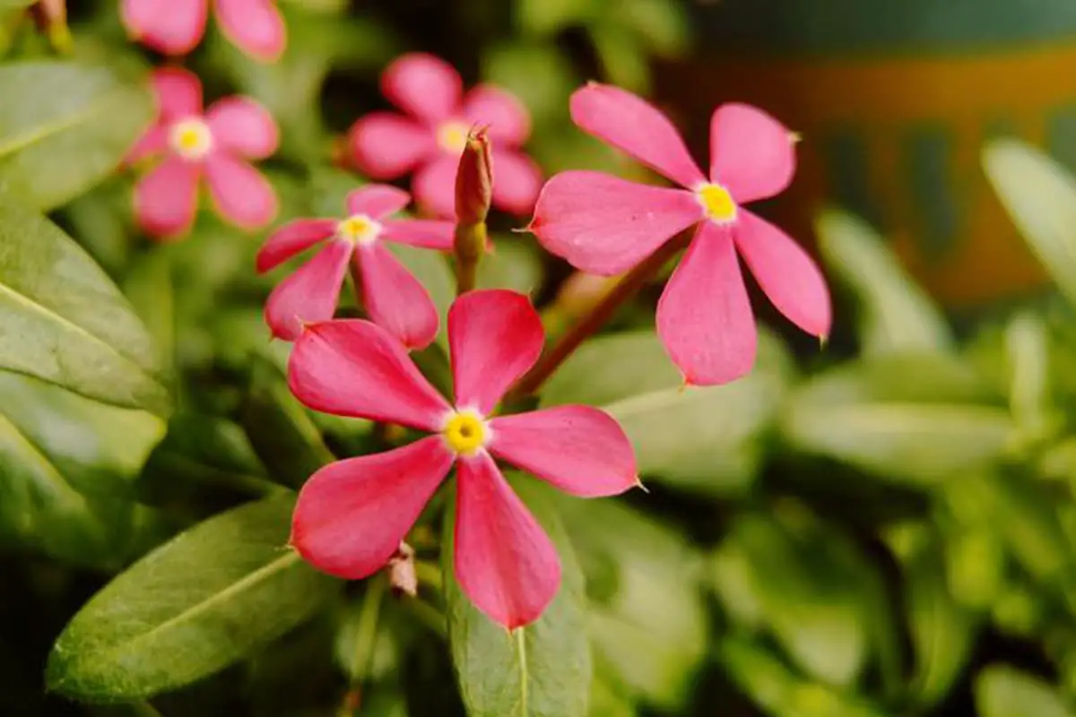 Immergrün (Vinca) Blumensprache