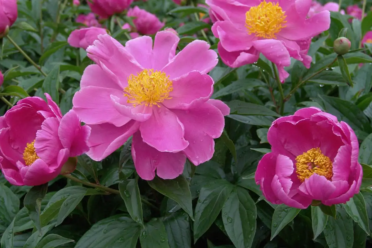 Bahasa Bunga Peony