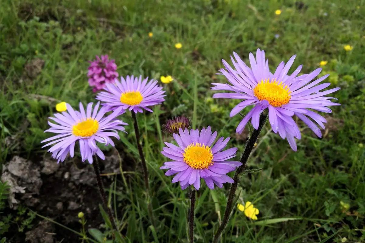 Aster Blume Sprache