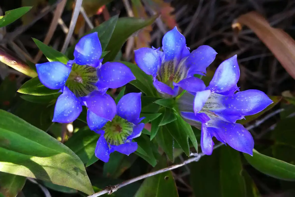 Gentian Flower Language