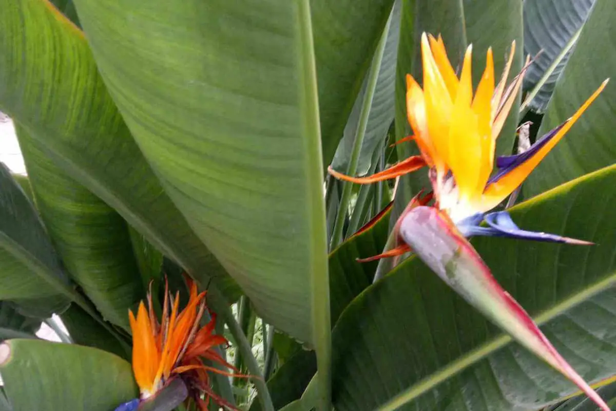 Bird of Paradise Flower Language