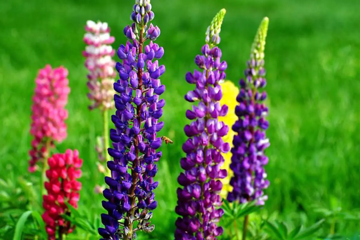 Lobelia Flower Language