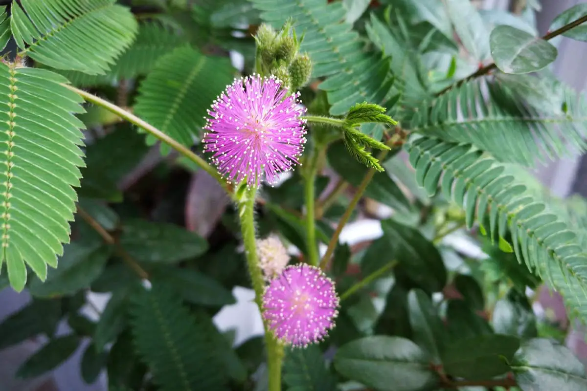 Sprache der Mimosenblüten