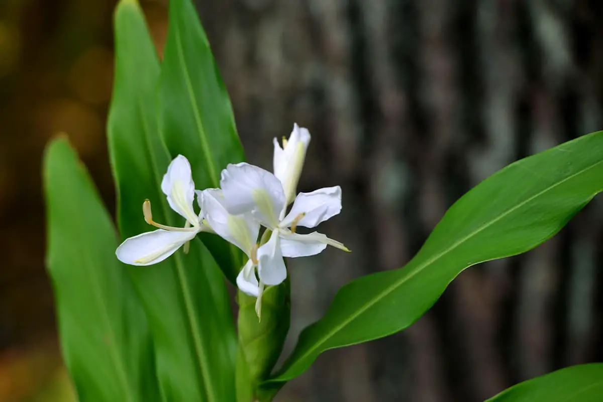 Ingwerlilie Blume Sprache