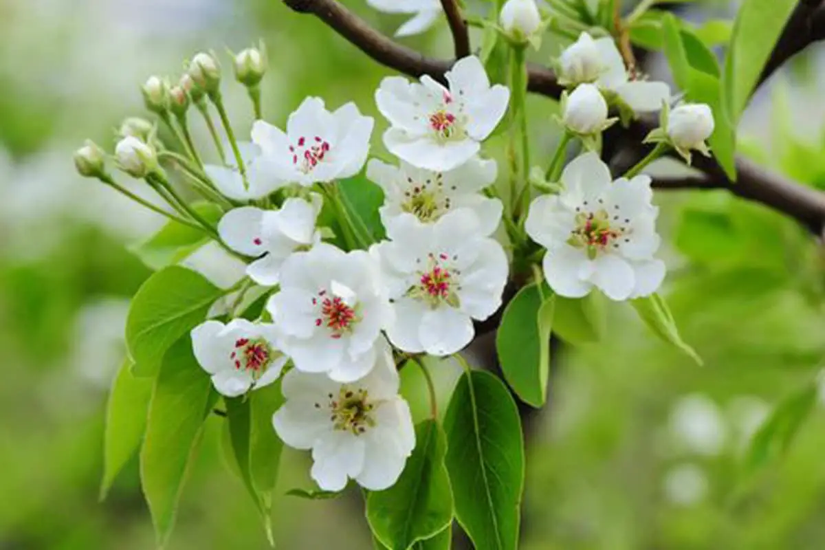 Pear Blossom Flower Language