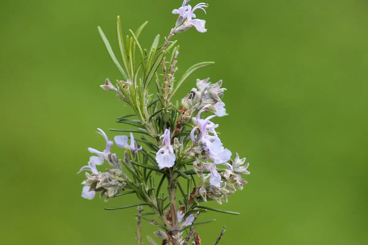 Rosemary