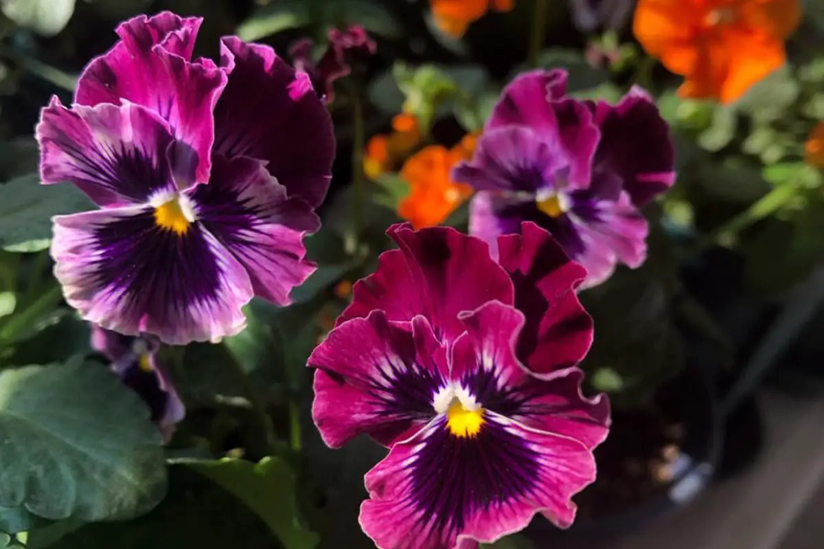 Viola del pensiero