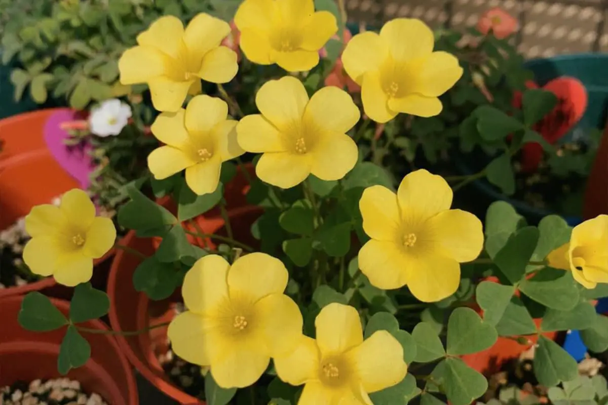 Oxalis