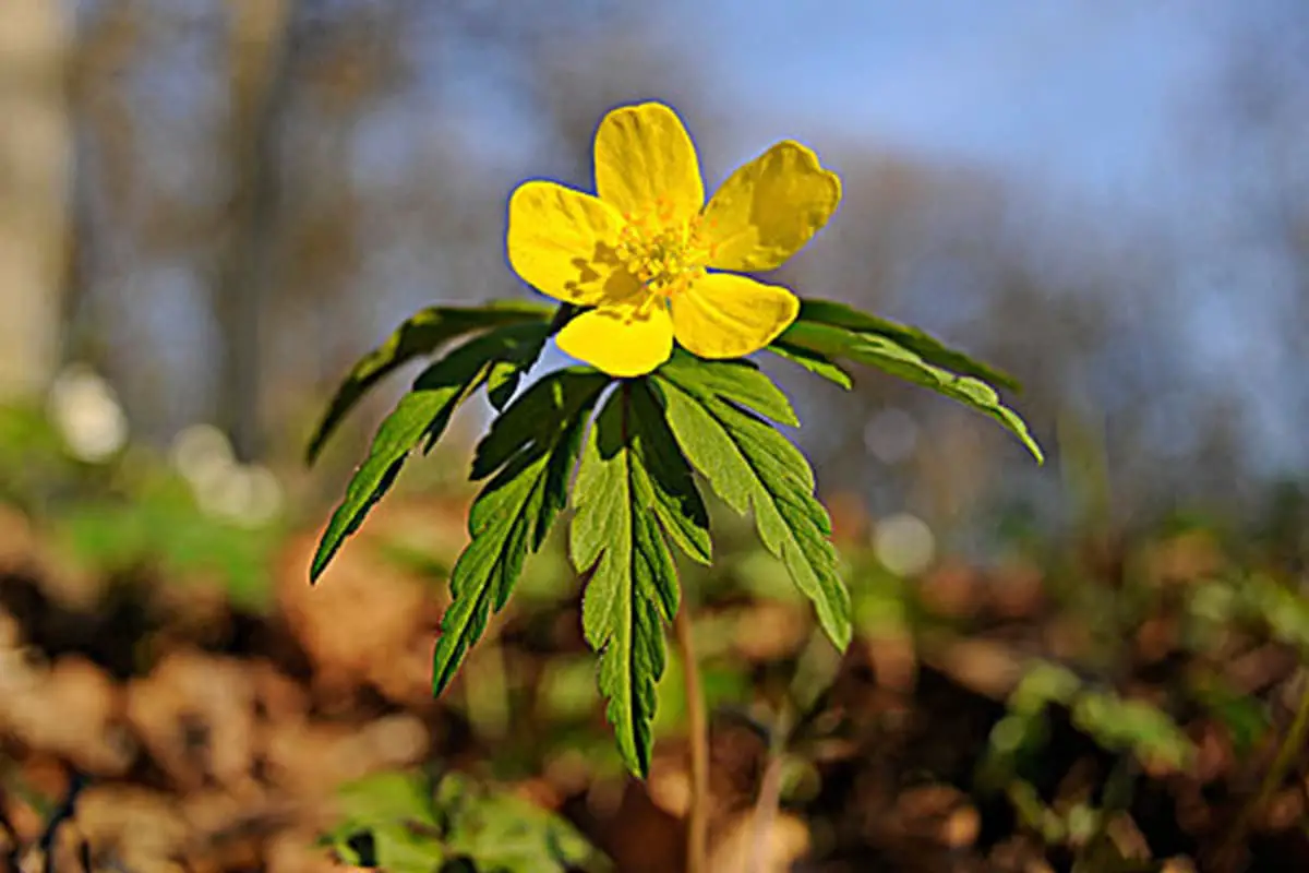 Herbe jaune de Pentecôte