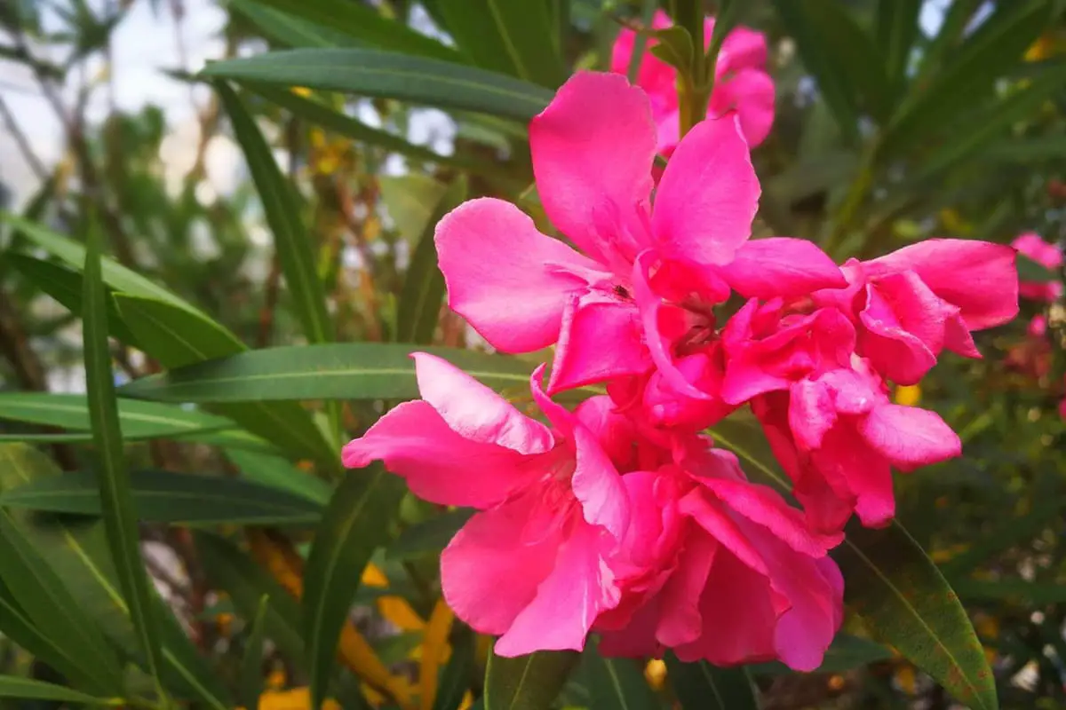 9. Pink Oleander (Curse)