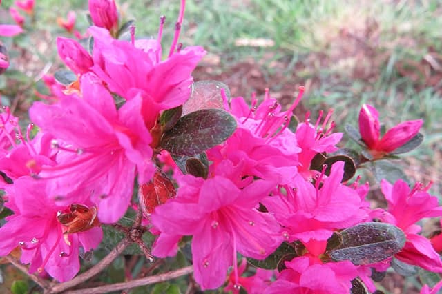 Stumpfblättriger Rhododendron