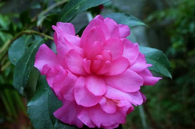 Beauté mauve