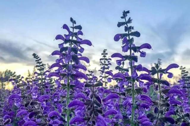 Koningspaars lavendel