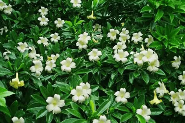 Vine Jasmine