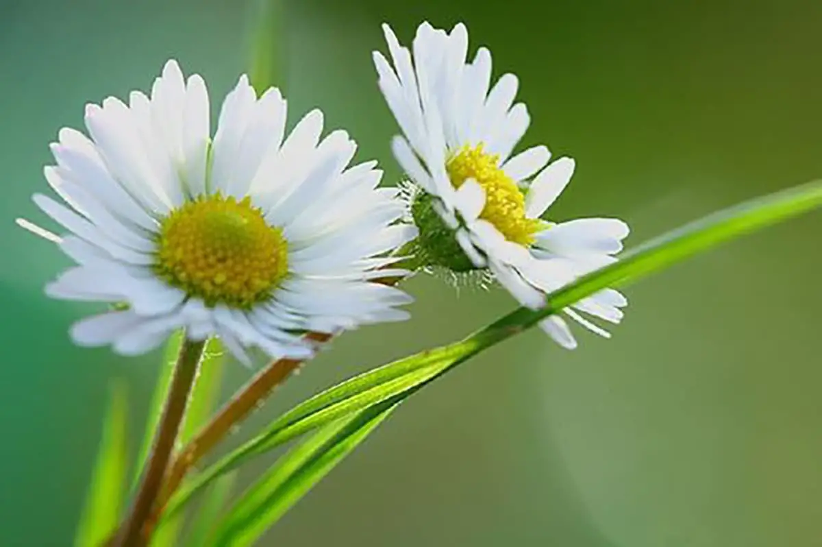 Gänseblümchen Sprache