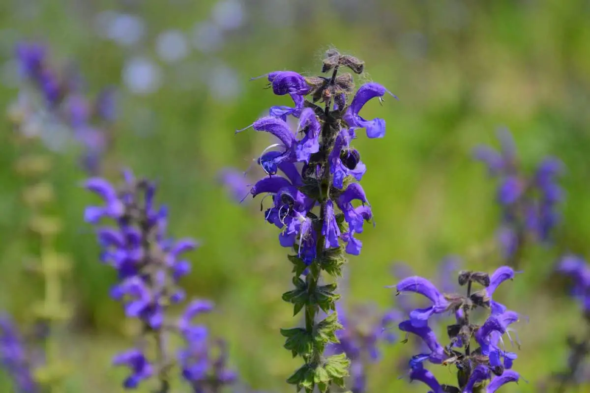 Taal van de Saliebloem