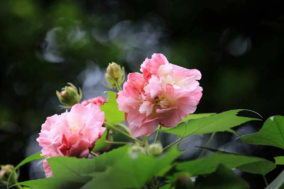 Hibiskusblüte Sprache