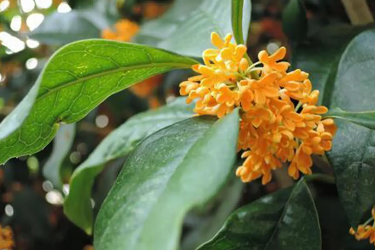 Osmanthus Bloem Taal