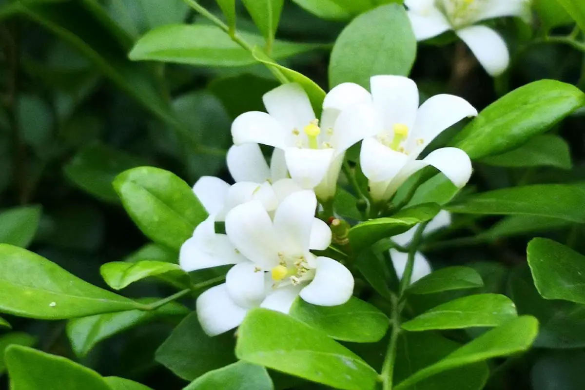 Murraya Paniculata Blume Sprache