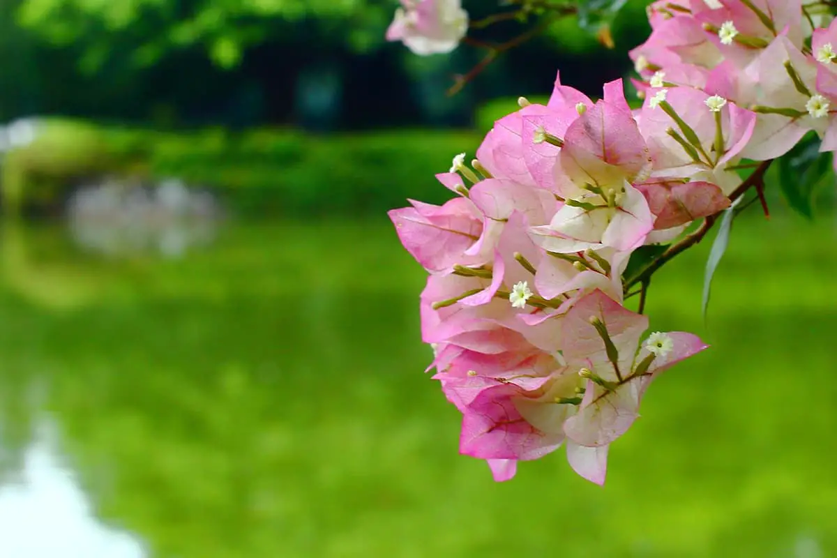 Morning Glory Flower Sprache