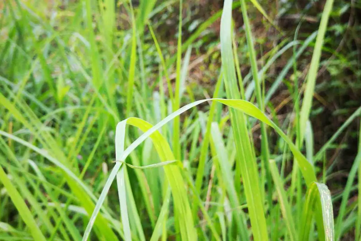 Lemongrass Flower Language