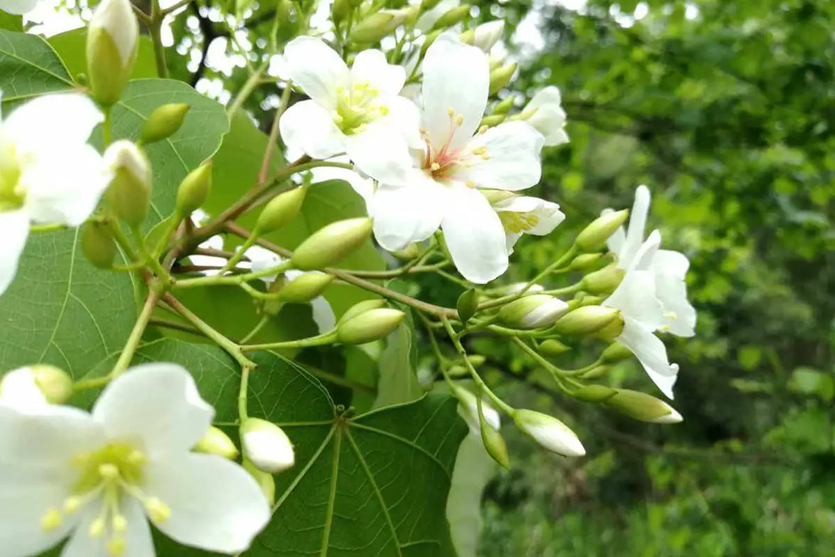 Vernicia Fordii Bloem Taal