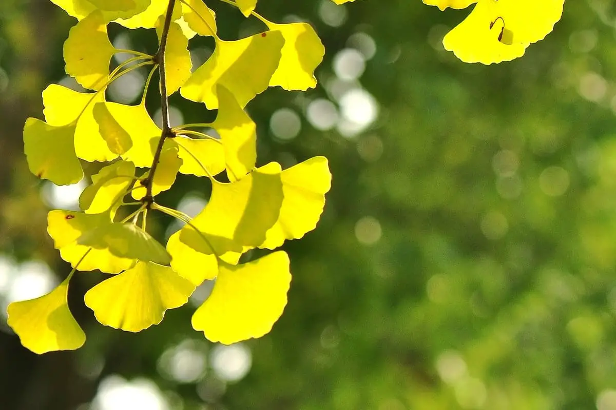 Ginkgo-Blume Sprache