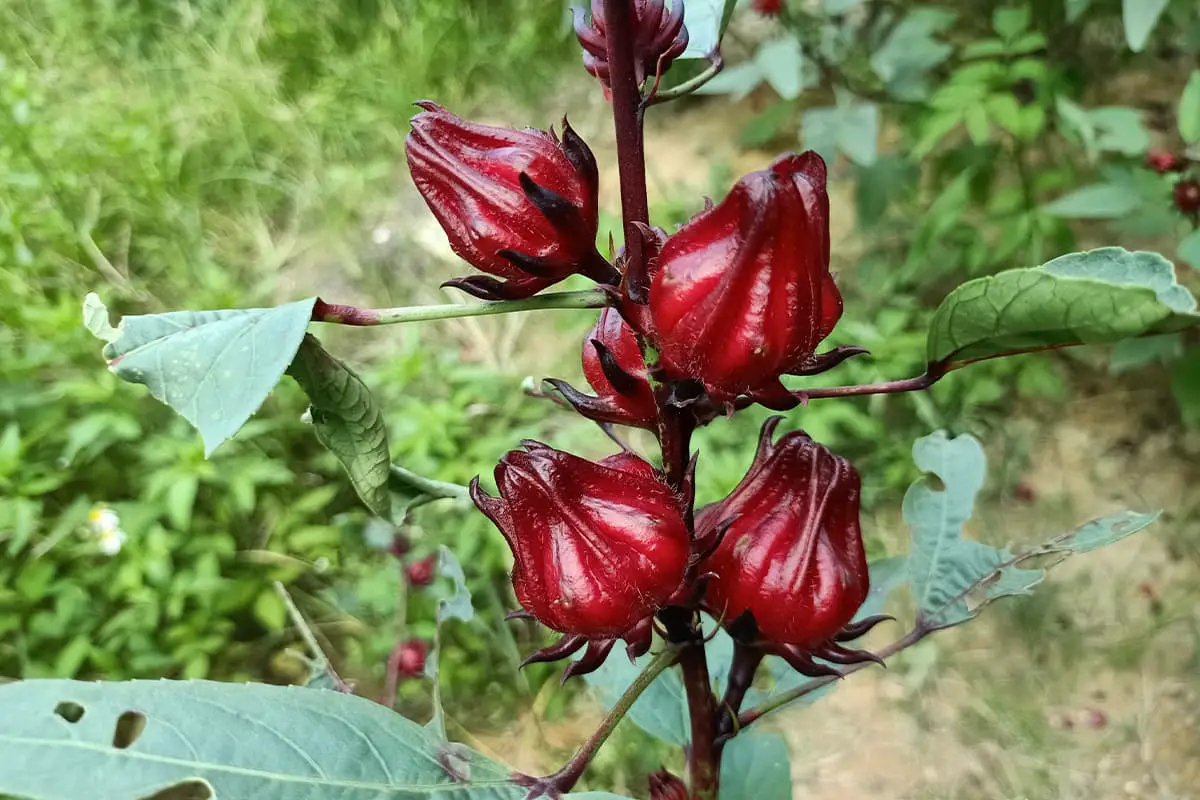 Roselle Blume Sprache